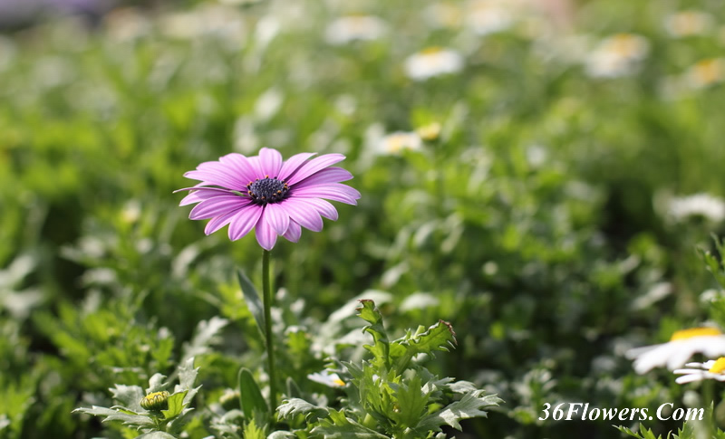 African daisy flower