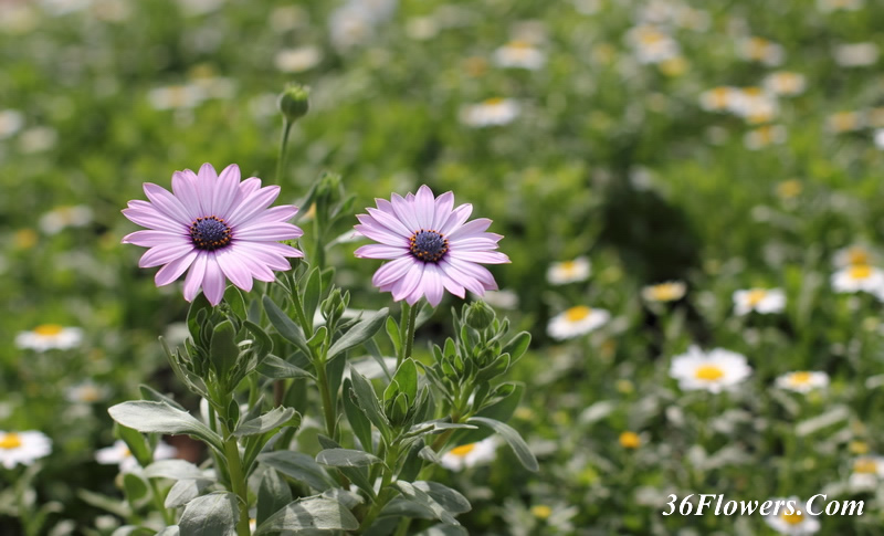 African daisy flower
