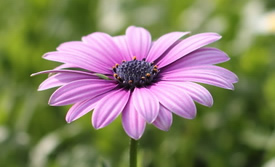 African daisy pictures