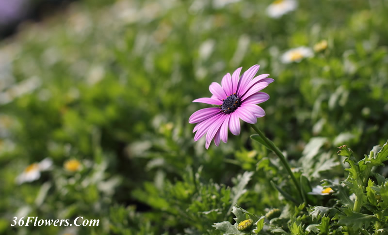 African daisy