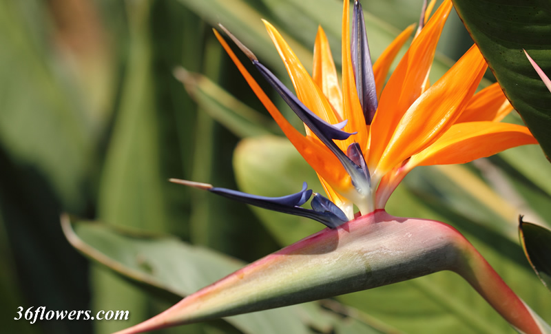 Bird of paradise