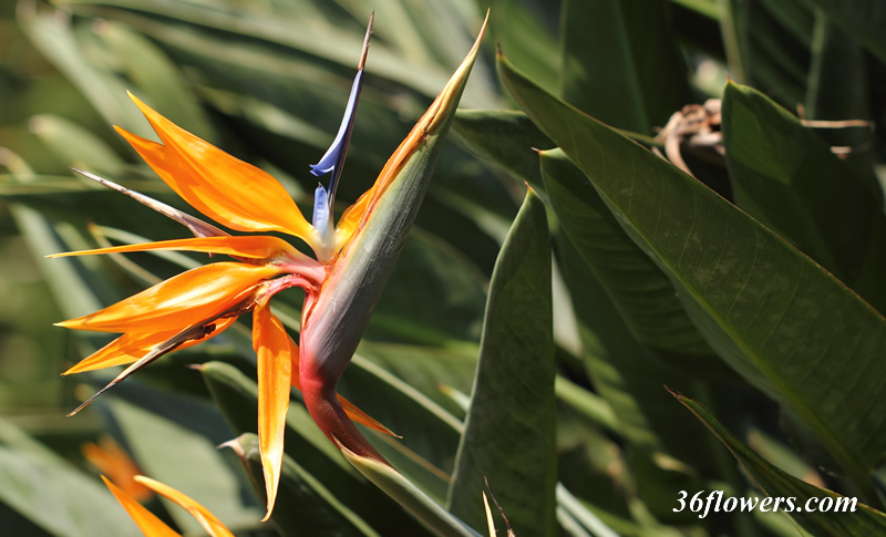 Bird of paradise flower