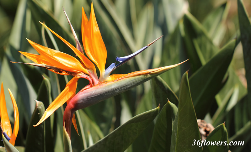 Bird of paradise plant