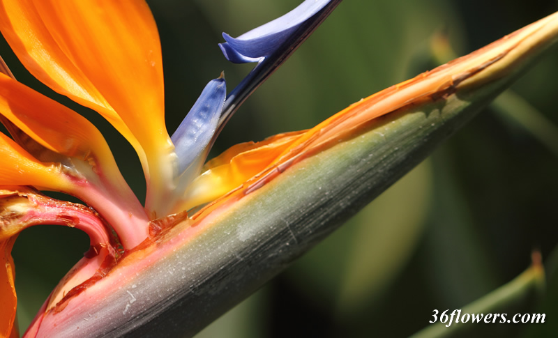 Strelitzia reginae
