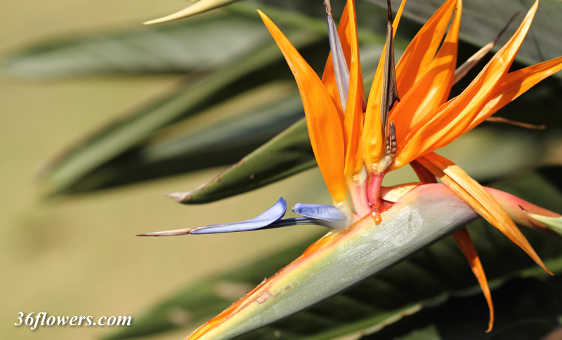 Bird of paradise flower