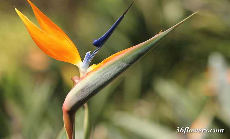 Bird of paradise