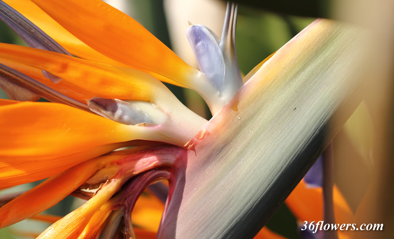 Bird of paradise