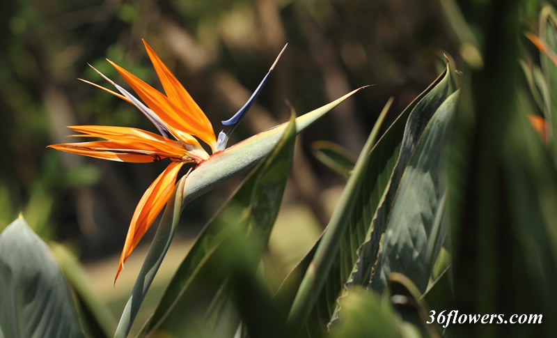 Bird of paradise