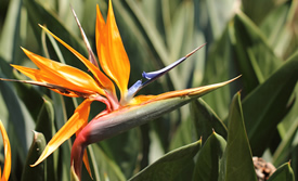 Bird of paradise Pictures