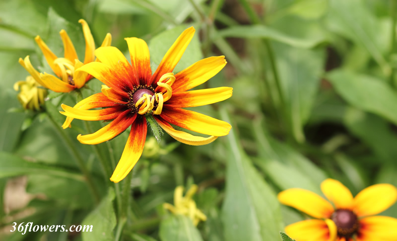 Black eyed susan