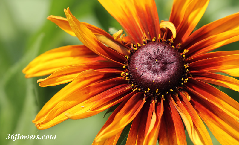 Black eyed susan close up