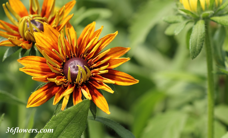 Beautiful black eyed susan