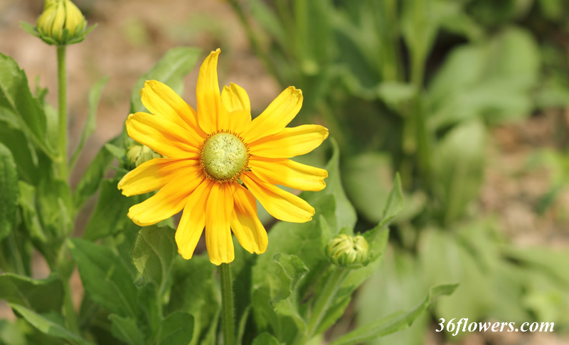 Beautiful black eyed susan flower