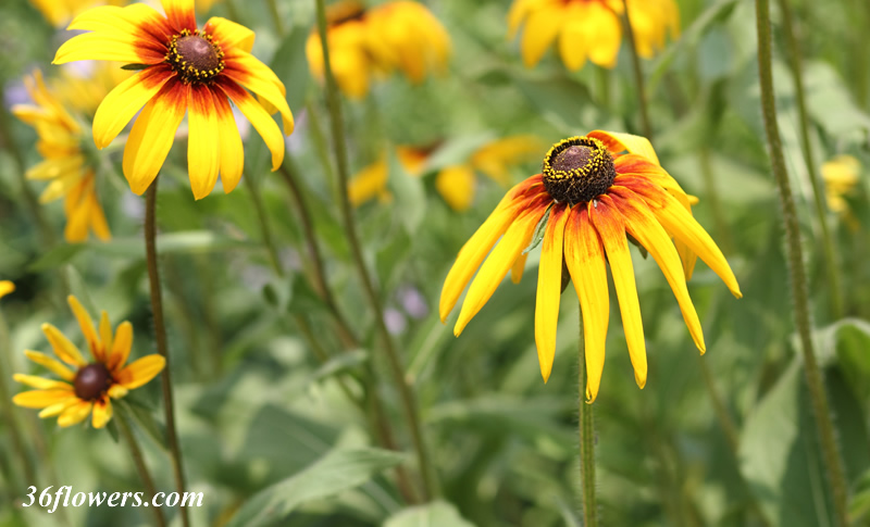 Black eyed susan plants