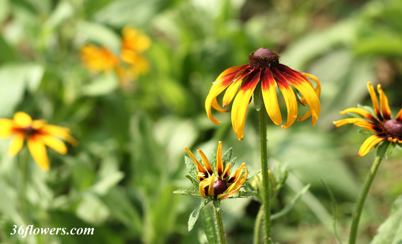 Black eyed susan