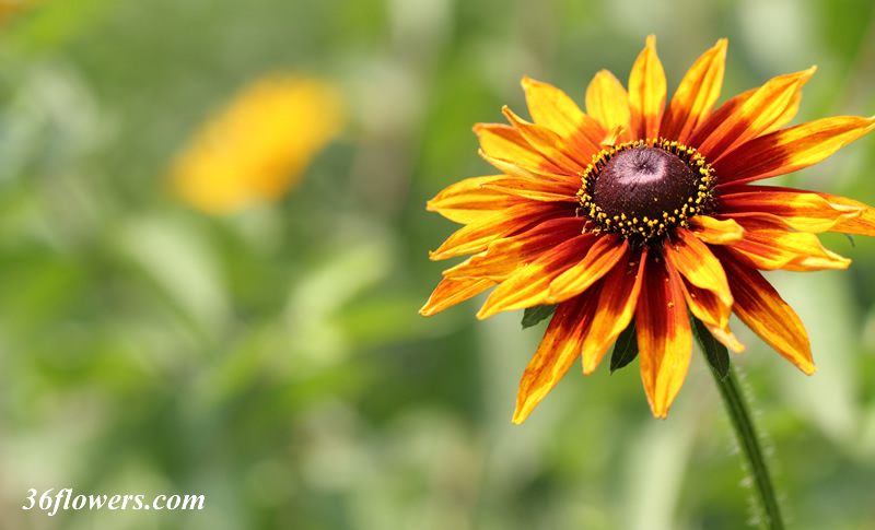 Black eyed susan