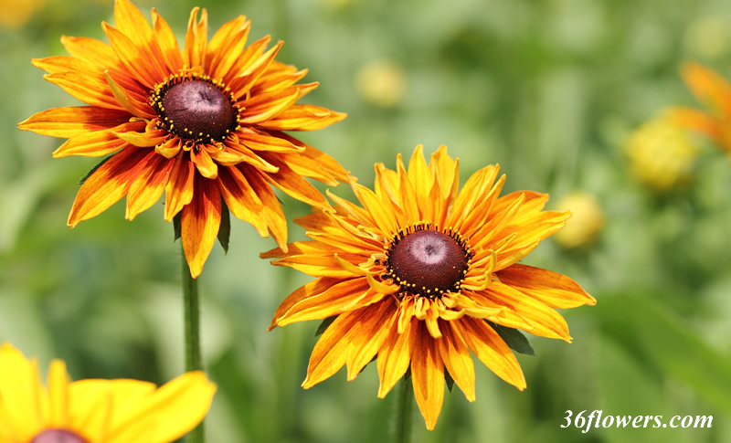 Black eyed susan flowers