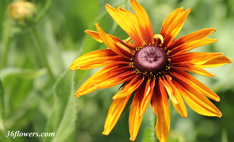 Black eyed susan