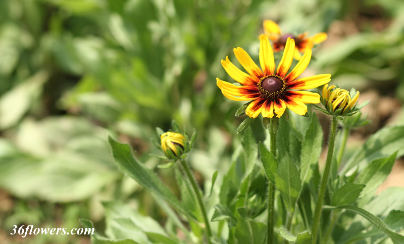 Black eyed susan flower and bud