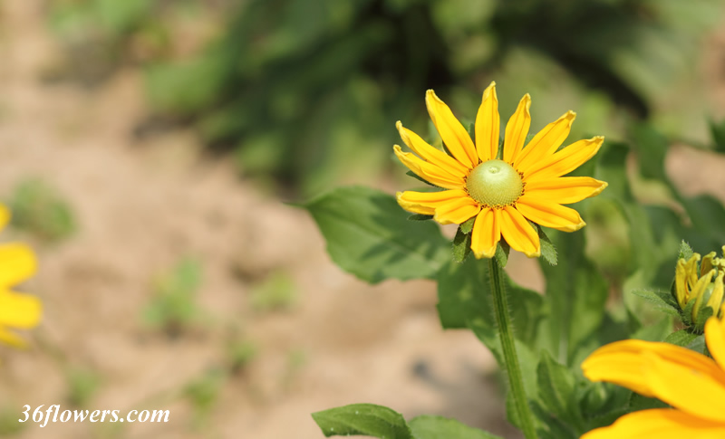 Black eyed susan flower