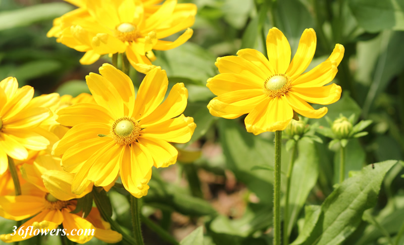 Black eyed susan flowers