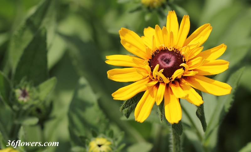 Black eyed susan petals