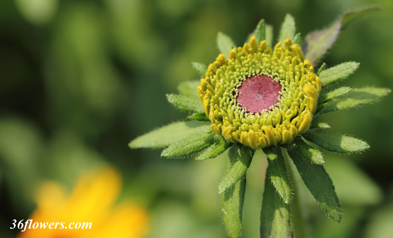 Black eyed susan bud