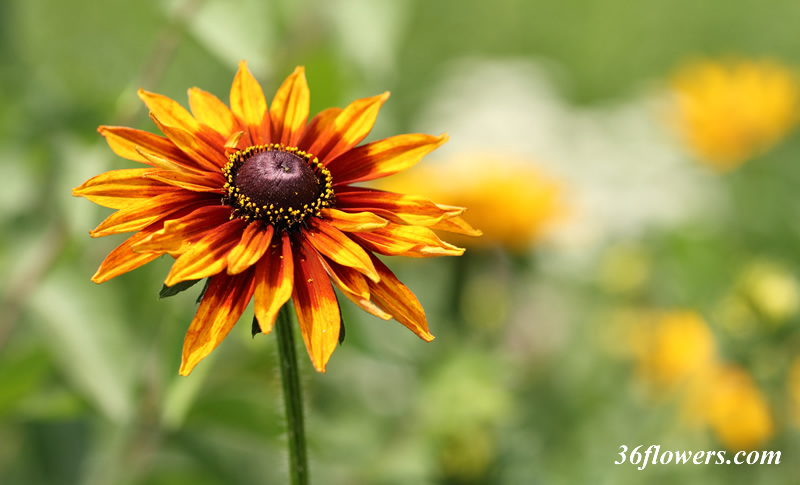 Single black eyed susan