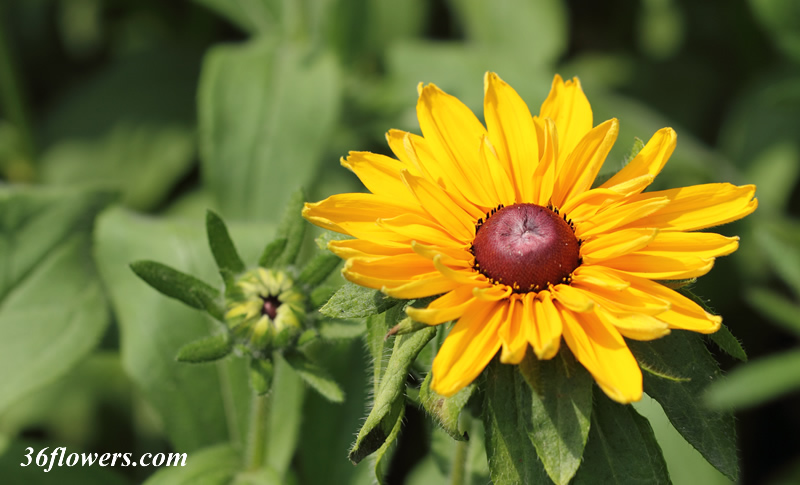 Single black eyed susan flower