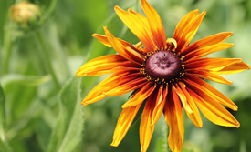 Black-eyed Susan  Pictures