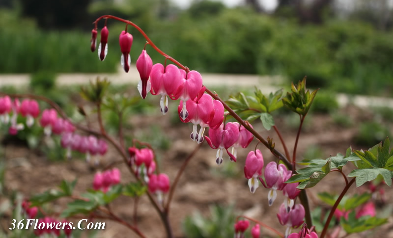 Bleeding heart