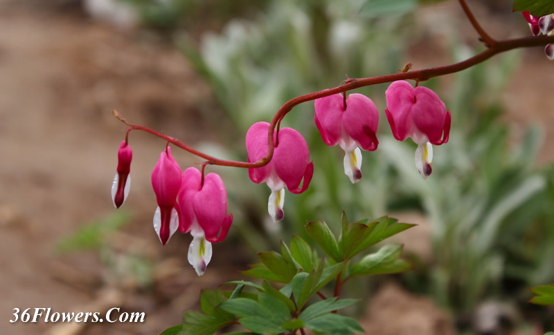 Bleeding heart flower