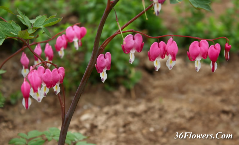 Bleeding heart plant