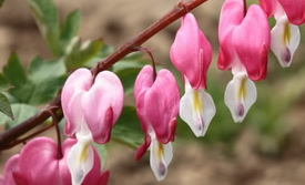 Bleeding heart pictures