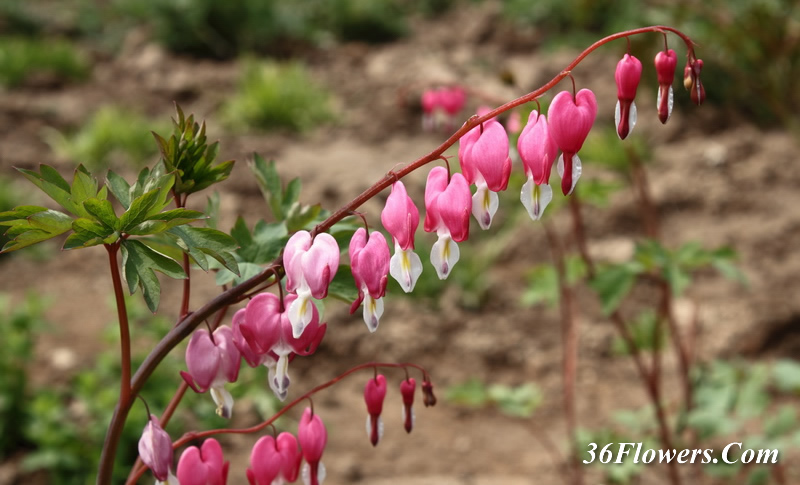 Bleeding heart