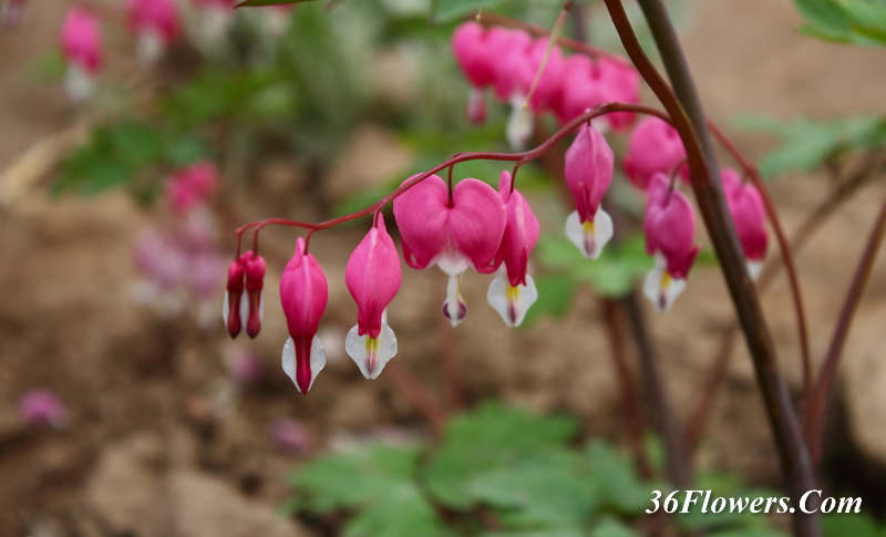 Bleeding heart