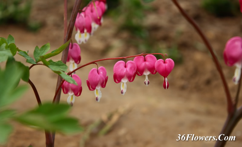 Bleeding heart