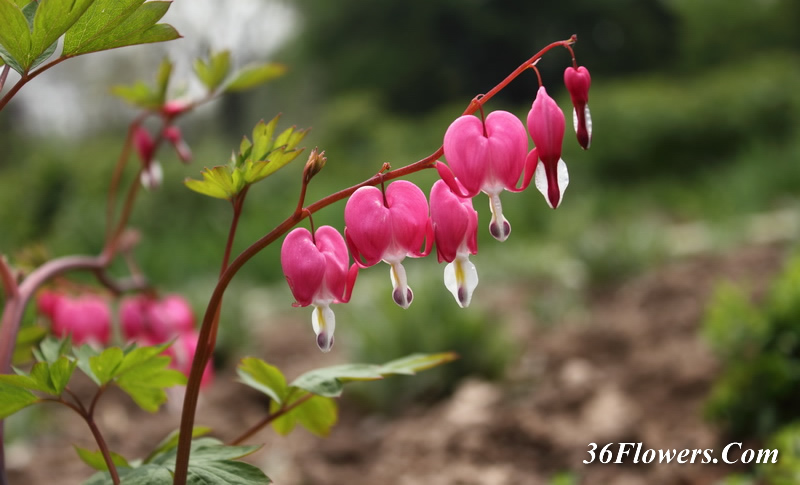 Bleeding heart