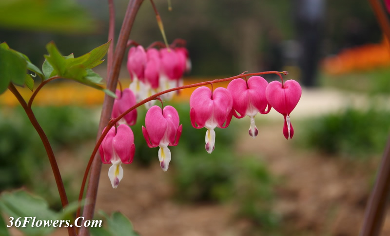 Bleeding heart