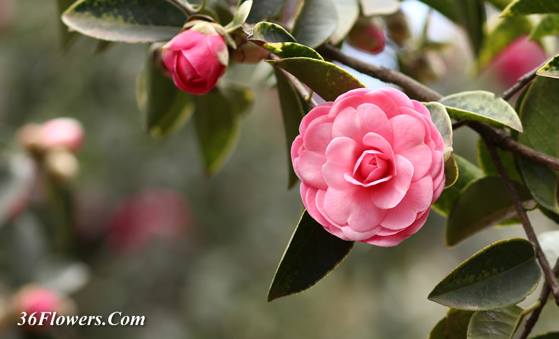 Camellia plant