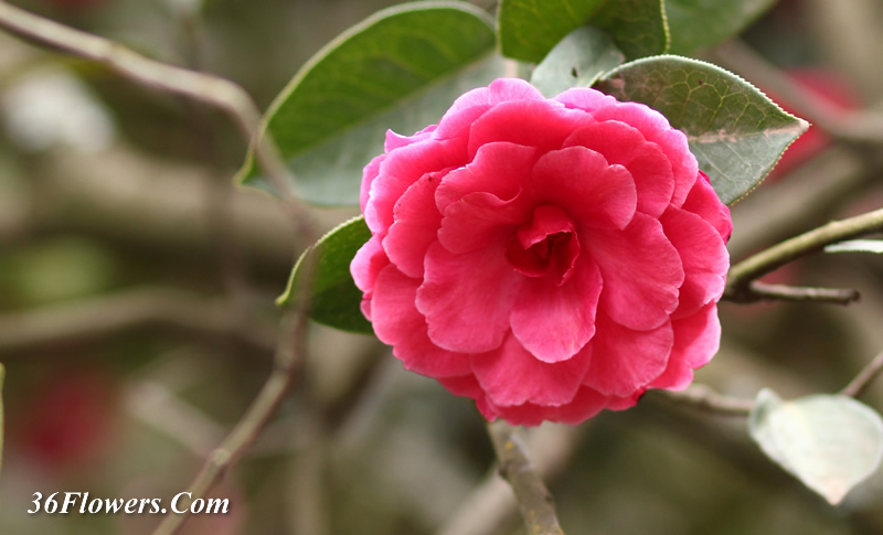 Camellia