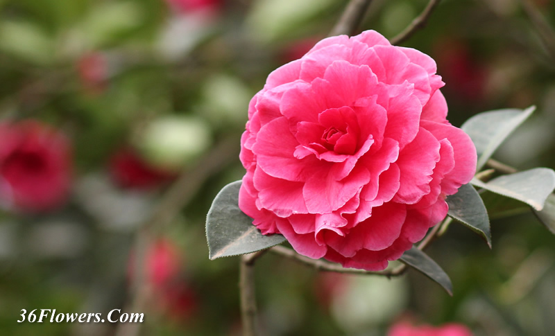 Camellia
