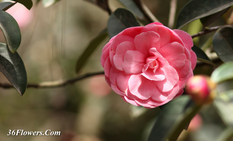 Camellia