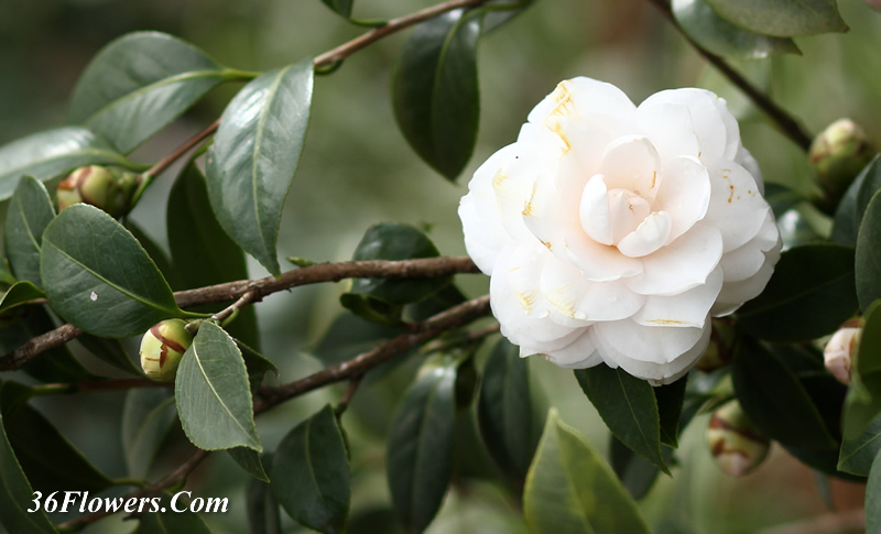 White camellia flower