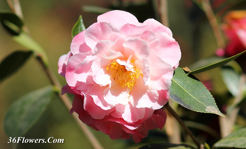 Camellia