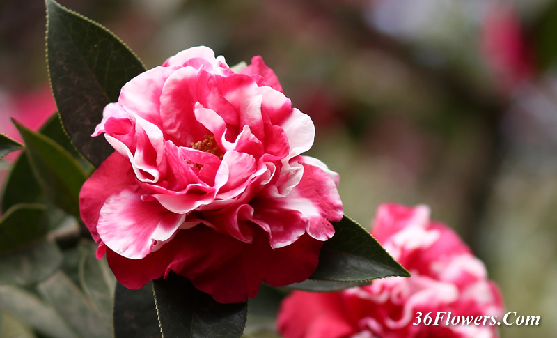 Camellia