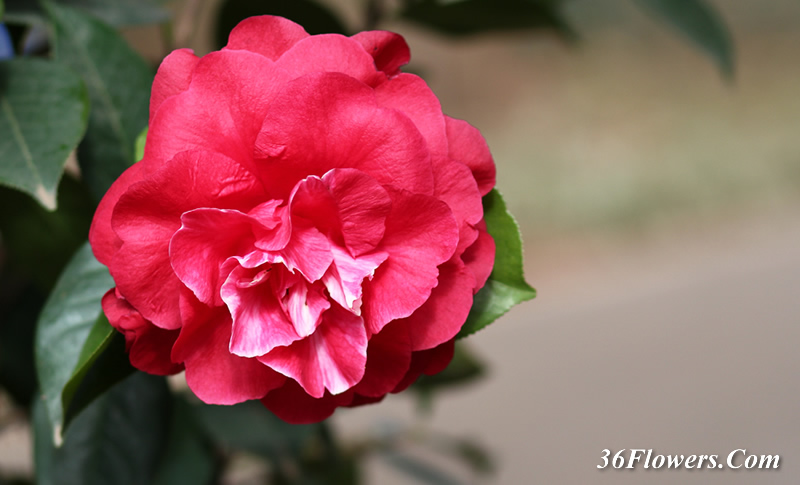 Red camellia