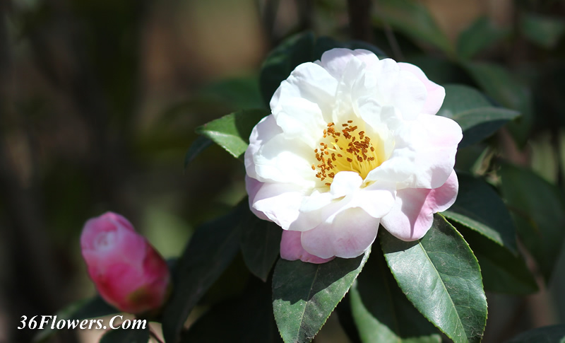 Camellia