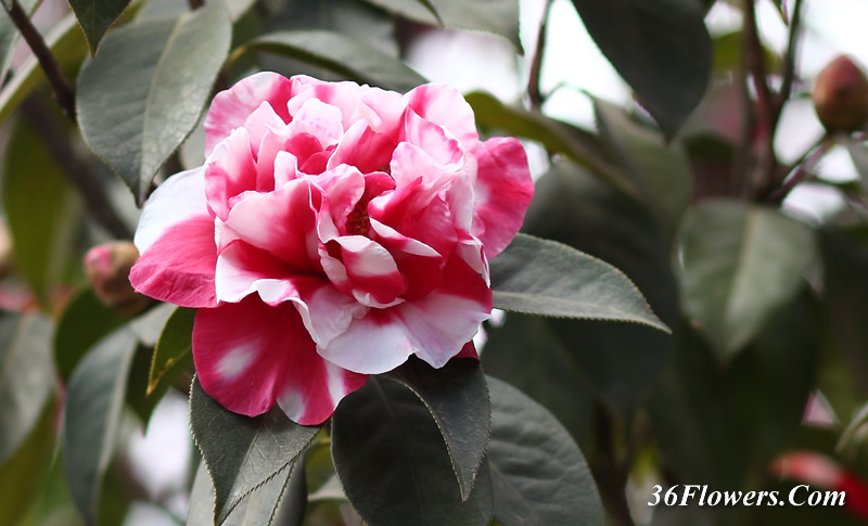 Camellia