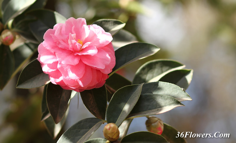 Camellia